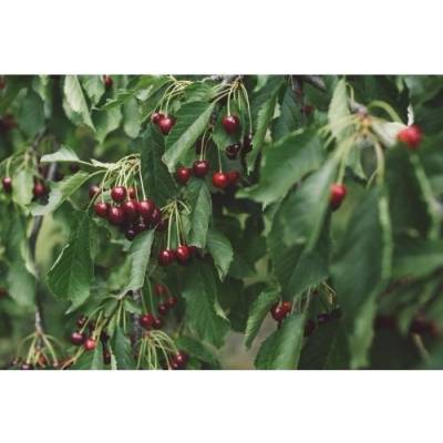 Mini čerešňa nízkokmenná (Prunus Avium) ´GARDEN BING®´ - stredne skorá, výška 60-80 cm, voľnokorenná