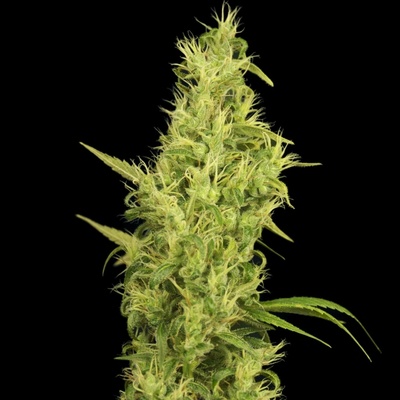 House Of The Great Gardener Sunshine semena neobsahují THC 6 ks