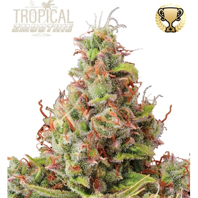 Seedstockers Superior Tropical Zmoothie Auto semienka neobsahujú THC 3 ks