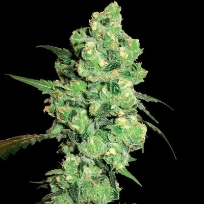 White Label Super Skunk semena neobsahují THC 5 ks