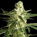 White Label White Diesel Haze Automatic semena neobsahuji THC 10 ks