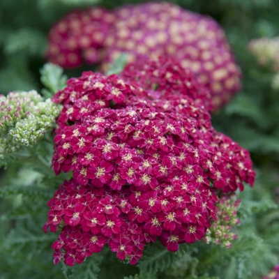 Řebříček obecný Cerise Queen - Achillea millefolium - semena řebříčku - 500 ks
