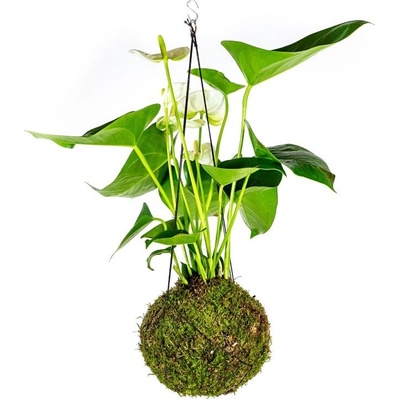 Gardners Kokedama Anthurium andraeanum bílá (L) Anturie, toulitka, prasečí ocásek 1 ks