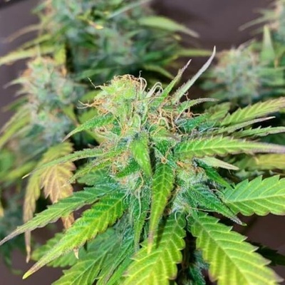 Pure Instinto Mandarine Cream AUTO semena neobsahují THC 3 ks