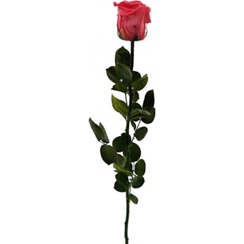 Stabilizovaná růže - tmavě růžová