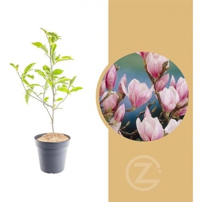 Magnolia soulangeana, Šácholan Soulangeův, růžová, velikost kontejneru 2.5 l