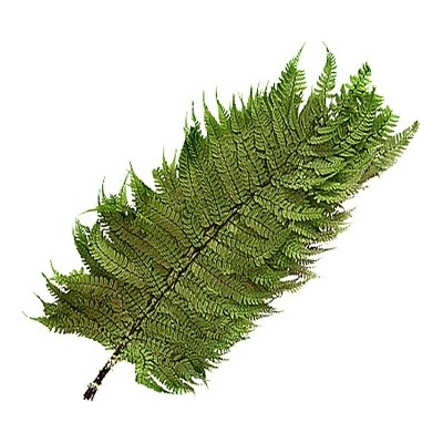 Stabilizovaná kapradina, Wild coral fern zelená, 10 ks