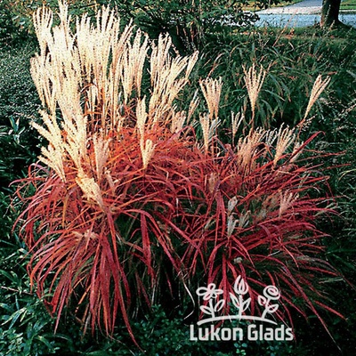 Miscanthus sinensis PURPURESCENS - ozdobnice čínská