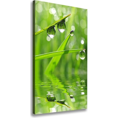 Vertikálny foto obraz canvas Steblo trávy 50x100 cm