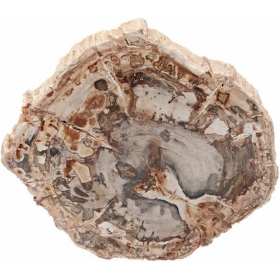 Nefertitis Zkamenělé dřevo leštěný řez 41 NF63930 - cca 9,6 x 9 cm, 221 g