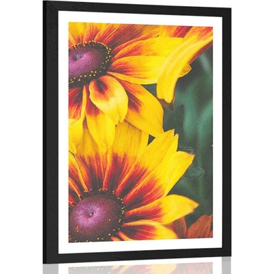 Plakát s paspartou atraktivní dvoubarevné květiny - 20x30 white