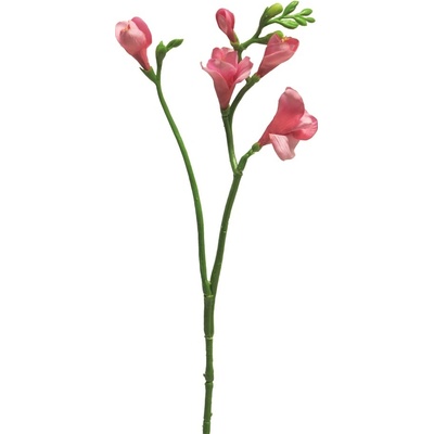 Frézie - Freesia 'Floramunda' růžová 65 cm