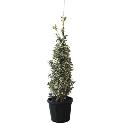 Bršlen japonský FloraSelf Euonymus japonicus 'Bravo' 80-100 cm kvetináč 18 l
