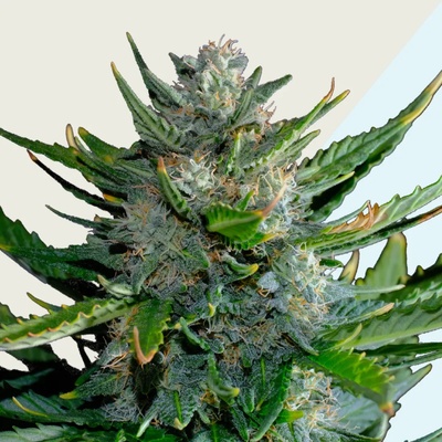 Kera Seeds Harlequin CBD semienka neobsahujú THC 10 ks
