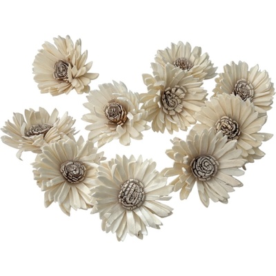 Aranžérske Shola kvety Gerbera 6cm 10ks - krémové
