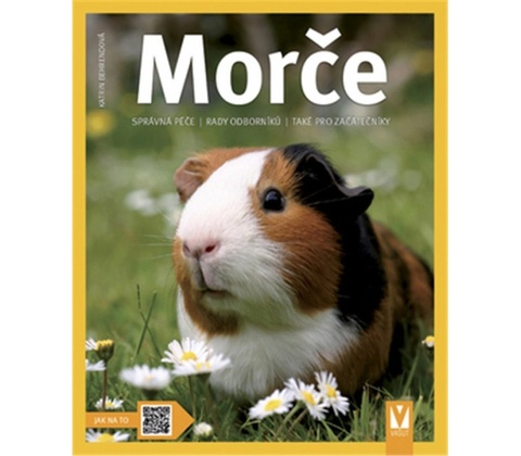 Morče