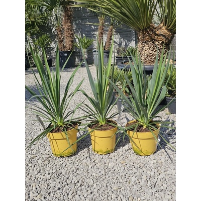 Yucca filamentosa v celkovej výške 75 cm