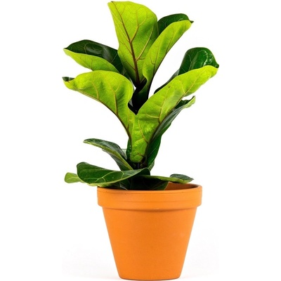 Gardners Ficus lyrata, průměr 12 cm Fíkovník lyrovitý