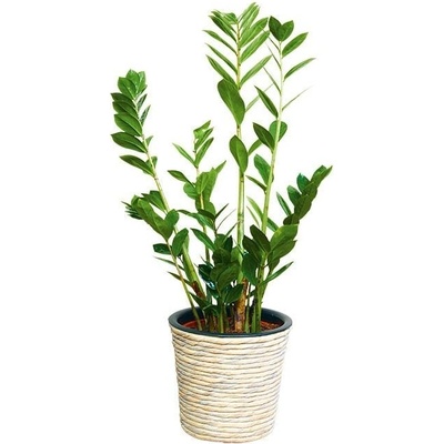 A.H.G. Obal na kvetináč ø 30 cm 26 cm plast biely 1-15910070-B-WWE
