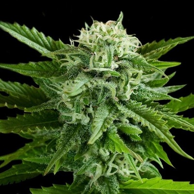 G13 Labs Seeds AUTO Pineapple Express semena neobsahují THC 5 ks