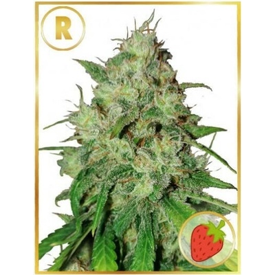 Mr. Hide Seeds Mr. Shiska regular semena neobsahují THC 7 ks