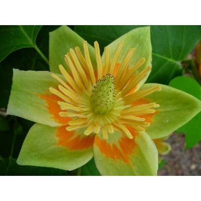 kup si čaj LILIOVNÍK TULIPÁNOKVĚTÝ (LIRIODENDRON TULIPIFERA) SEMENA LILIOVNÍKU - 5 KS