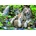 Educa - Puzzle White Tigers of Bengal 2 - 1 000 piese