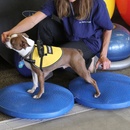 FitPaws balanční čočka modrá 56 cm