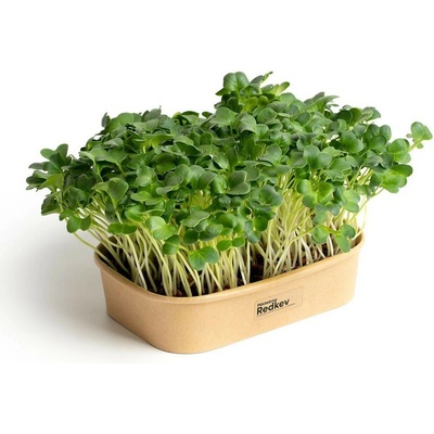 Súprava na domáce pestovanie mikrozeleniny Reďkovka Daikon