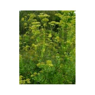 Bylinná lékárna Libeček kořen Levisticum officinale 100 g