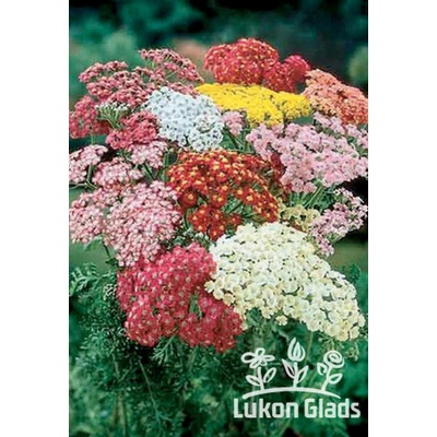 Achillea SUMMER PASTELS - řebříček Množství: 5