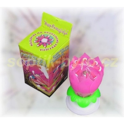 Zpívající lotosový květ růžový