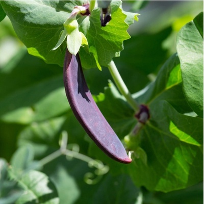 Hrách fialový Shiraz - Pisum sativum - osivo hrachu - 30 ks