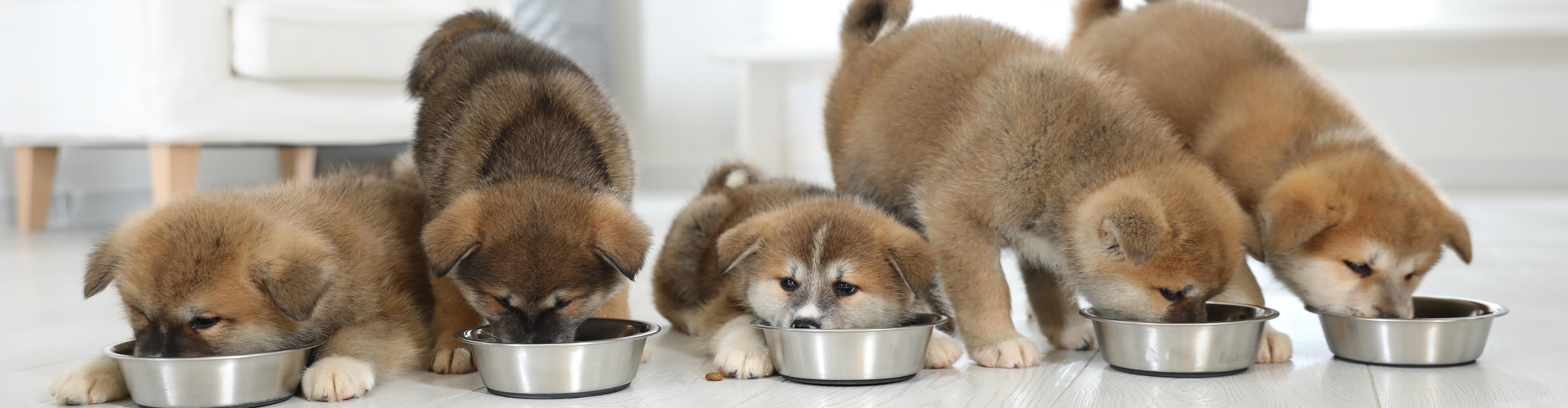 Roztomilá štěňata Akita Inu jí z misek nejlepší krmivo