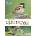 RSPB Spotlight Sparrows | Amy-Jane Beer
