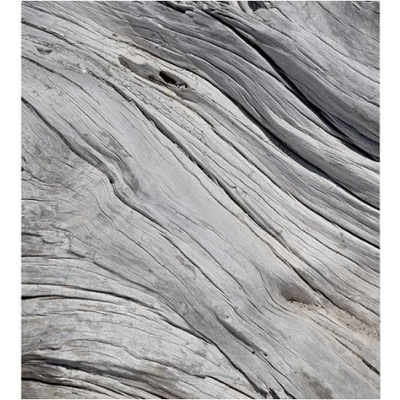 DIMEX MS-3-0160 vliesová fototapeta na zeď Štruktúra stromu, rozmery 225 x 250 cm