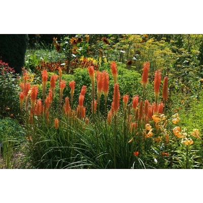 levandule-online.cz Mnohokvět hroznatý - Kleopatřina jehla " Flamenco " - Kniphofia uvaria
