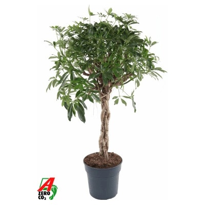 Schefflera arboricola Compacta stem braided zatočený kmeň 27x120 cm