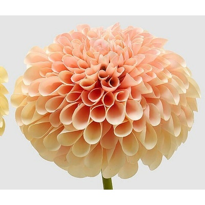 Umělá květina Jiřina Jumbo žlutá/oranžová 1ks, 70x20 cm - Oranžová