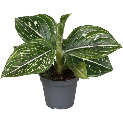 Gardners Aglaonema Toms Pride, průměr 6 cm Aglaonema, Spící panna