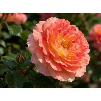 Ruža popínavá Tropical, výška 50-60 cm, kvetináč 1,5 l