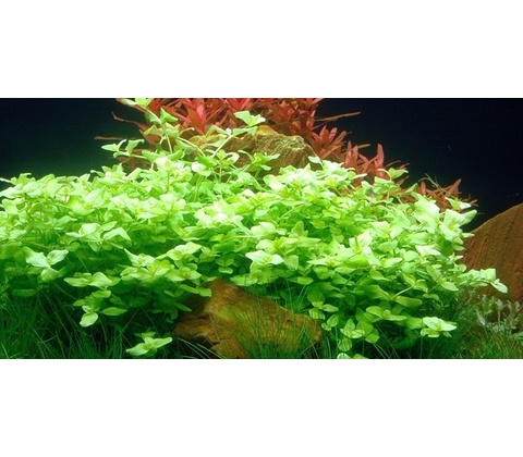 Bacopa australis
