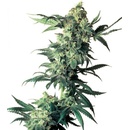 Sensi Seeds Northern Lights semena neobsahují THC 10 ks