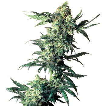 Sensi Seeds Northern Lights semena neobsahují THC 10 ks