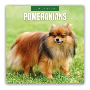 Browntrout Verlags GmbH Pomeranians - Zwergspitz - Pomeranian Zwergspitz 2026 - 16-Monatskalender