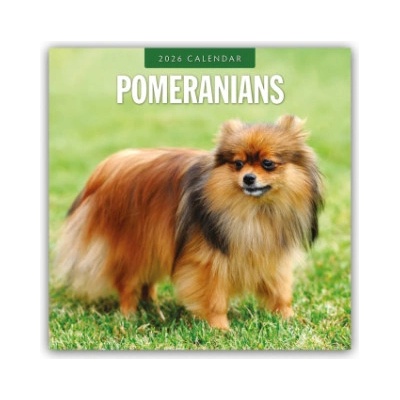 Browntrout Verlags GmbH Pomeranians - Zwergspitz - Pomeranian Zwergspitz 2026 - 16-Monatskalender | Red Robin