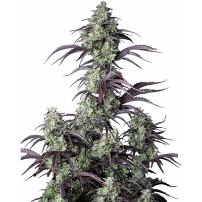 Fastbuds Mimosa Cake Auto semienka neobsahujú THC 10 ks