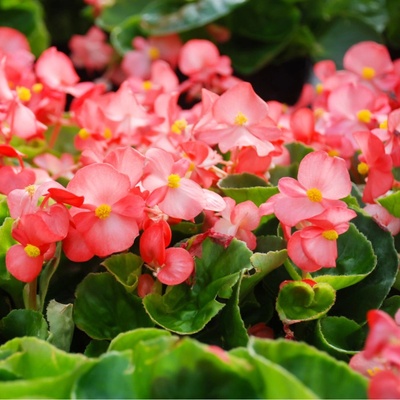 Begónie Big Rose Green Leaf F1 - Begonia benariensis - osivo begónie - 8 ks