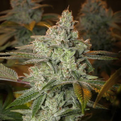 Vision Seeds Pineapple Fruit x Alien Rock semienka neobsahujú THC 3 ks