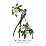  Принт Fork-tailed Flycatcher, Джон Джеймс Одюбон - репродукция (Print1045)